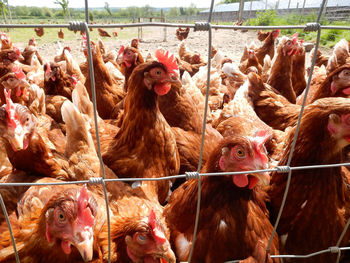 Flock of birds in a farm