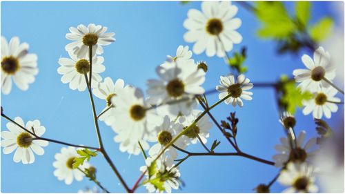 Low angle view of flowering plant against sky