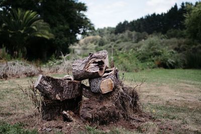 Stack of logs on field