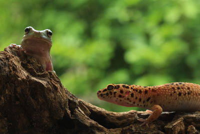 Best friend, gecko and frog