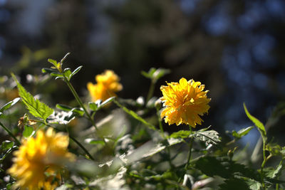 Close-up of yellow flowers blooming outdoors