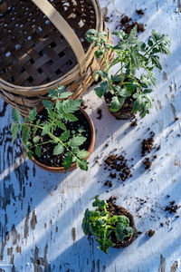 High angle view of potted plants on table