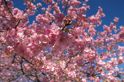 Low angle view of pink flowers blooming on tree