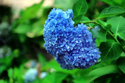 Close-up of blue hydrangea blooming outdoors