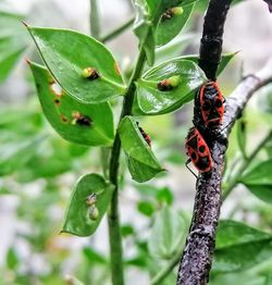 Close-up of ladybug on leaf