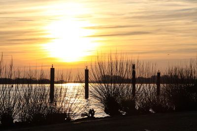 Silhouette of birds at sunset