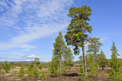 Pine trees in forest against blue sky