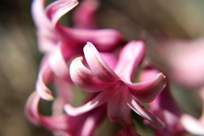 Close-up of flowers