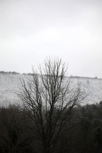 Bare tree by sea against clear sky