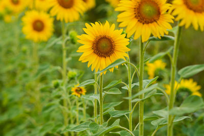 A row of yellow flowers of sunflowers on the field