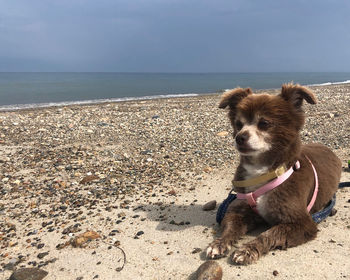 Dog on the beach