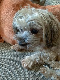 Portrait of dog relaxing on sofa