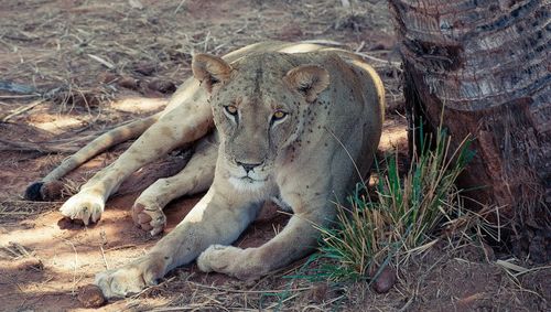 Portrait of a relaxed lioness