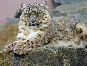Close-up of snow leopard relaxing on rock formation