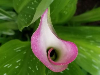 Close-up of wet flower