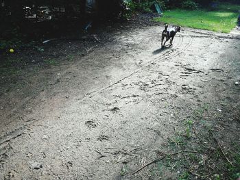 Man with dog