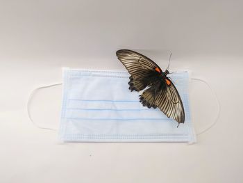 High angle view of butterfly flying over white background