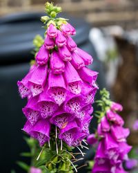 Close-up of pink flowers against blurred background