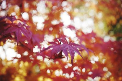 Close-up of flowers during autumn