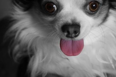 Close-up portrait of dog