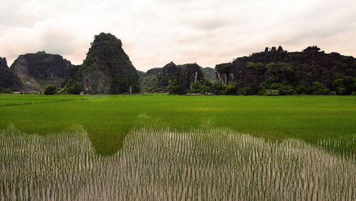 Scenic view of field against sky