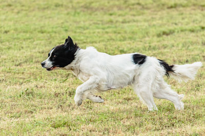 Landseer dog