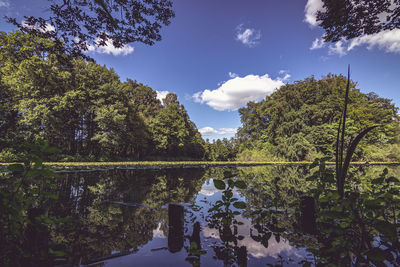 Trees by lake against sky