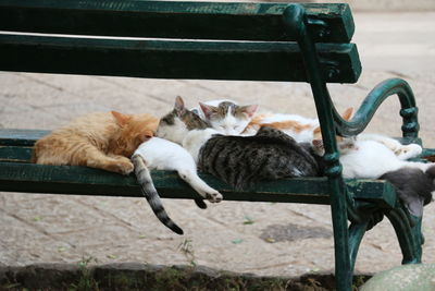 Cat sitting on chair