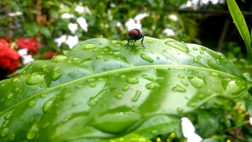 Close-up of ladybug on wet leaf