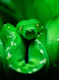 Close-up of green lizard