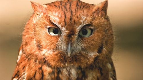 Close-up portrait of owl