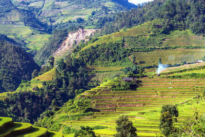 High angle view of agricultural field