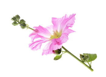 Close-up of pink flowering plant against white background