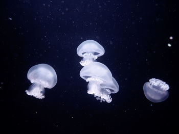 Jellyfish swimming in sea