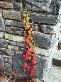 Close-up of plant growing on wall