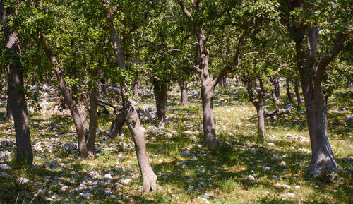 Trees in forest