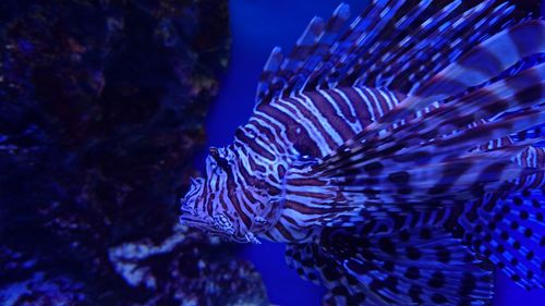 Blue aquarium and red lionfish