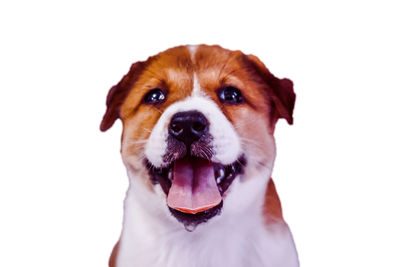 Close-up portrait of a dog over white background