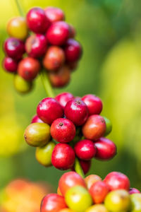 Close-up of cherries growing on plant