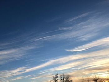 Low angle view of trees against sky