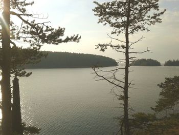 Reflection of trees in calm lake