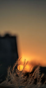 Close-up of silhouette plant on land against sky during sunset