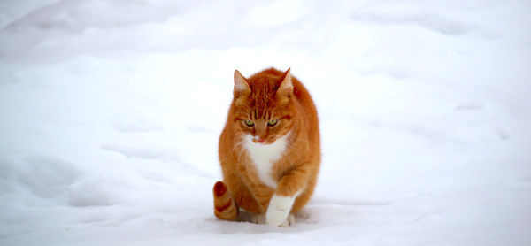 Cat looking away on snow field