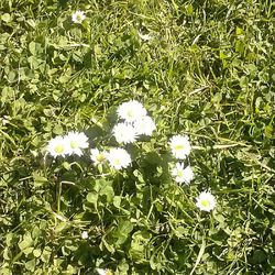 Close-up of white flowers blooming in field