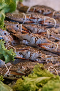 Close-up of dead fish