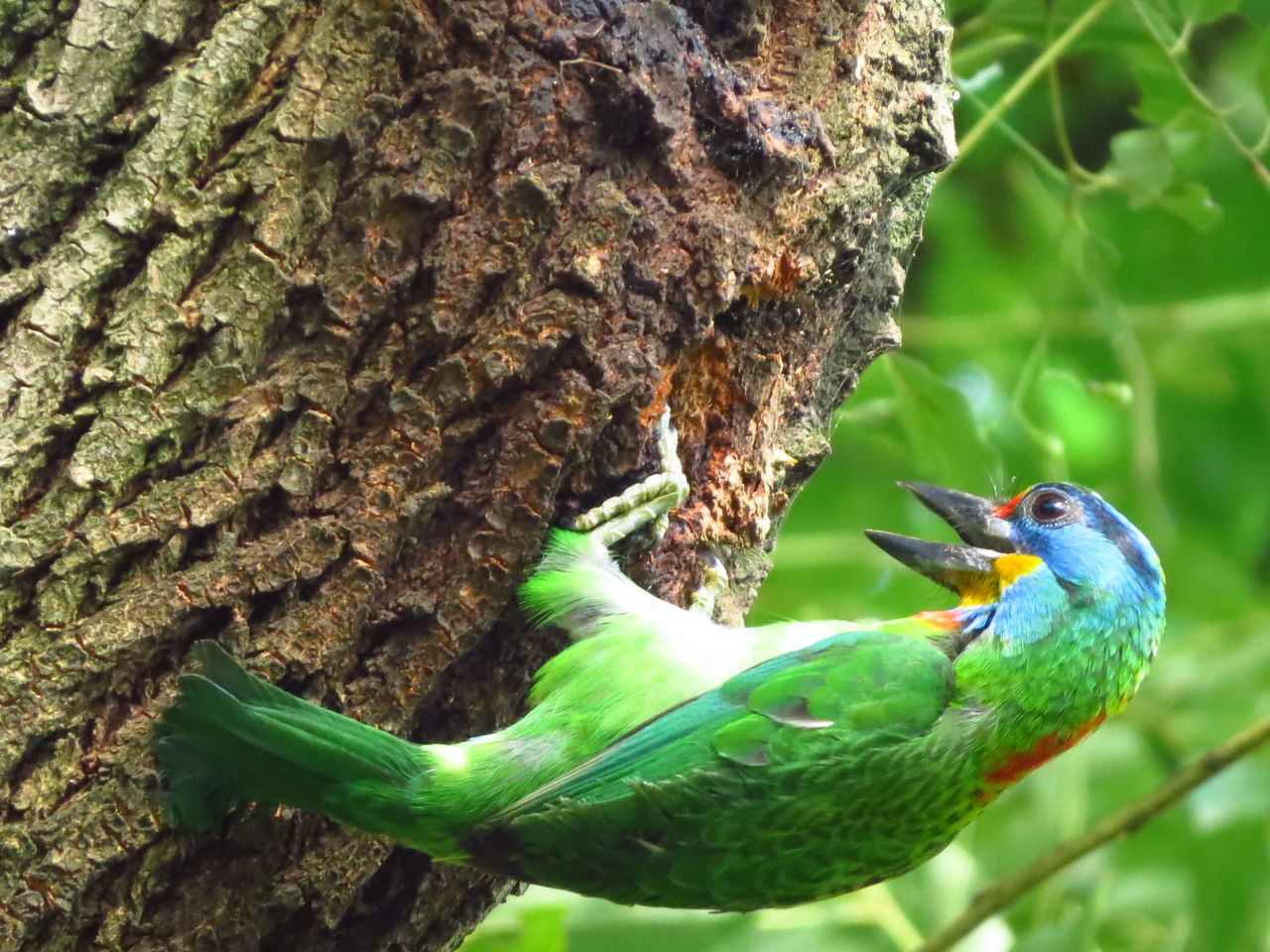 CLOSE-UP OF PARROT PERCHING ON TREE TRUNK