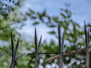 Low angle view of plants against sky