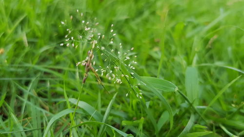 Close-up of dew drops on grass