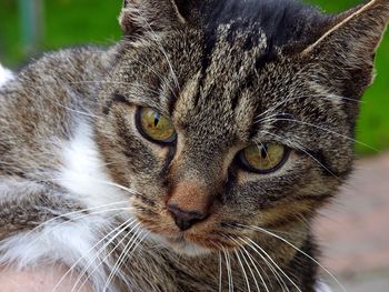 Close-up portrait of cat