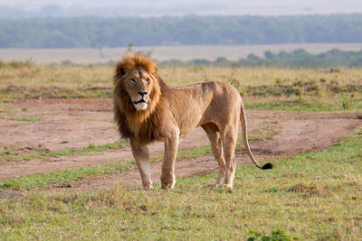 Lioness running on field